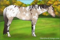 Horse Color:White Spotted Brown Dun Appaloosa Rabicano 