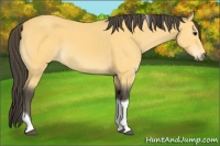 Horse Color:Buckskin Tobiano 
