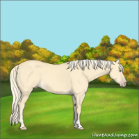 Horse Color:Gold Cream Champagne Roan Dun 
