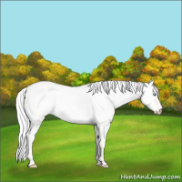 Horse Color:Silver Perlino Dun 