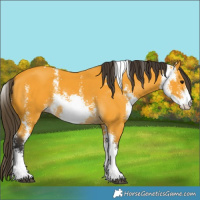 Horse Color:Buckskin Sabino 