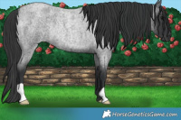 Horse Color:Blue Roan Rabicano 
