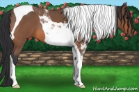 Horse Color:Bay Roan Tobiano