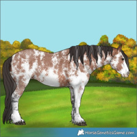 Horse Color:Bay Sabino Rabicano  and Bay Sabino Rabicano 