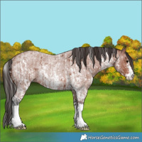 Horse Color:Bay Sabino Rabicano  and Bay Roan Sabino Rabicano 