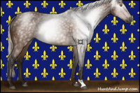 Horse Color:Gray Silver Buckskin