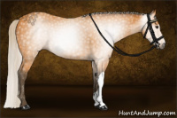 Horse Color:Gray Silver Buckskin 