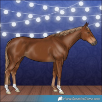 Horse Color:Gray Chestnut 