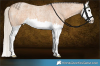 Horse Color:Silver Bay Roan Dun Splash