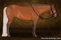 Horse Color:Silver Bay 