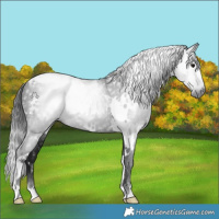 Horse Color:Gray White Spotted Black