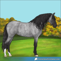 Horse Color:Smoky Blue Roan 