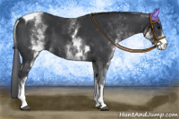 Horse Color:White Spotted Black Tobiano 