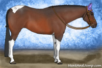 Horse Color:Brown Roan Tobiano 