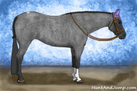 Horse Color:Blue Roan Tobiano 