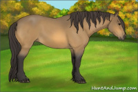 Horse Color:Buckskin Roan 