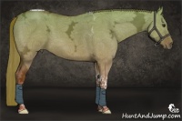 Horse Color:Red Dun Ice Tobiano 