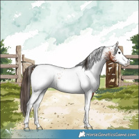 Horse Color:White Spotted Bay Appaloosa 