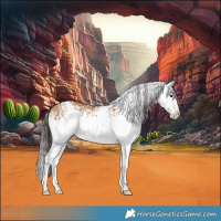 Horse Color:White Spotted Bay Dun Splash 