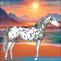Horse Color:Black Splash Appaloosa 