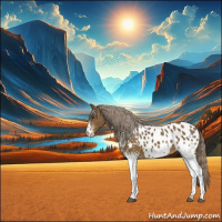 Horse Color:White Spotted Chocolate Palomino Appaloosa 