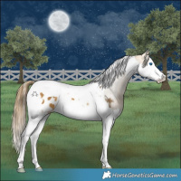 Horse Color:Buckskin Splash Tobiano Appaloosa 