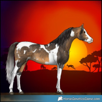 Horse Color:White Spotted Buckskin Splash Tobiano 