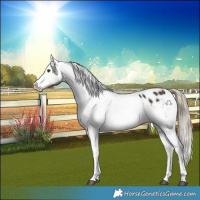 Horse Color:White Spotted Liver Chestnut Splash Appaloosa 