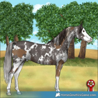 Horse Color:White Spotted Chocolate Palomino Splash and White Spotted Liver Chestnut Splash