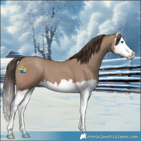 Horse Color:Classic Champagne Splash