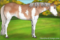 Horse Color:Silver Brown Splash 