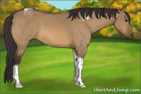 Horse Color:Buckskin Dun Tobiano 