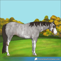 Horse Color:Liver Red Roan Sabino Rabicano