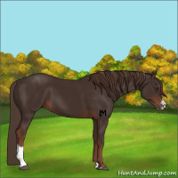 Horse Color:Liver Chestnut Sabino