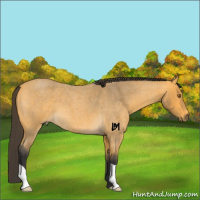 Horse Color:Buckskin Roan