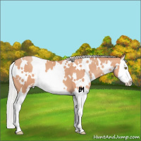 Horse Color:White Spotted Silver Amber Champagne Sabino Splash