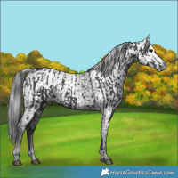 Horse Color:Black  and Gray Black