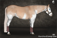 Horse Color:Silver Bay Dun Splash 
