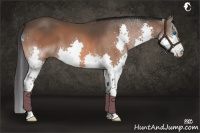 Horse Color:Bay Splash 
