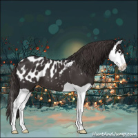 Horse Color:Smoky Black Splash Appaloosa 
