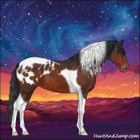 Horse Color:Brown Tobiano Appaloosa 