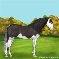Horse Color:Smoky Black Splash 
