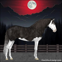 Horse Color:Smoky Black Ice Splash 