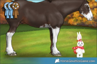 Horse Color:Liver Chestnut Sabino 