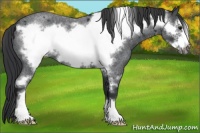 Horse Color:Blue Roan Sabino Frame 