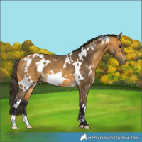 Horse Color:White Spotted Buckskin 