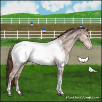Horse Color:White Spotted Liver Red Dun Ice Tobiano Appaloosa Rabicano