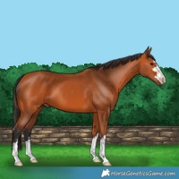 Horse Color:Bay 