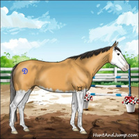 Horse Color:Buckskin Splash 