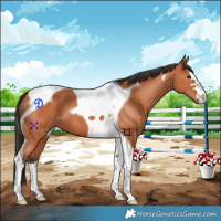 Horse Color:Bay Tobiano 